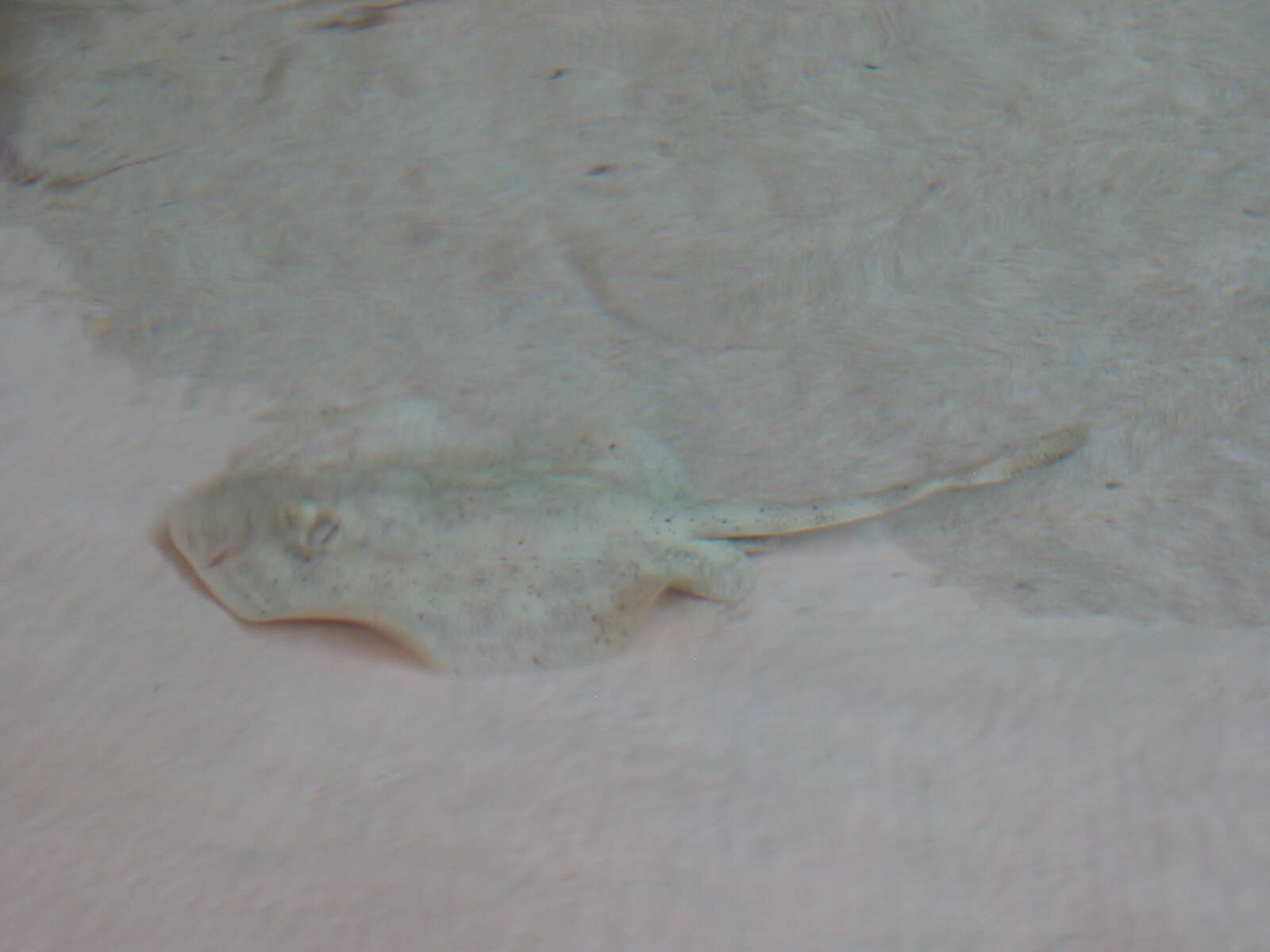 Image of Yellow Stingray