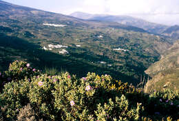 Imagem de Cistus albidus L.