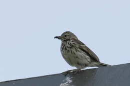 Image of Meadow Pipit