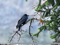 Слика од Corvus macrorhynchos Wagler 1827