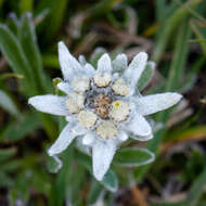 Image of edelweiss