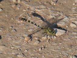 Image of Green-eyed Hooktail