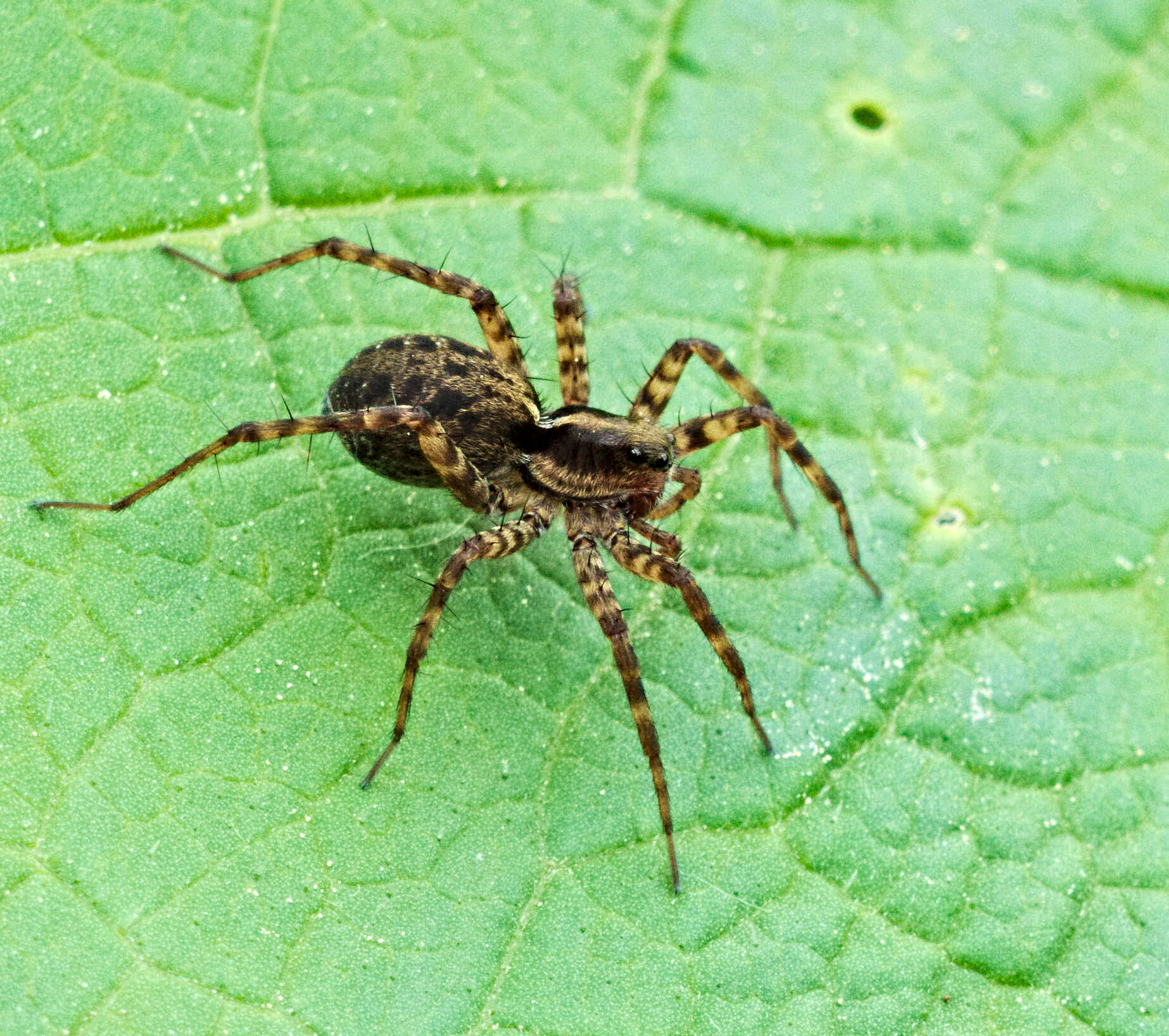 Image of Pardosa lugubris (Walckenaer 1802)