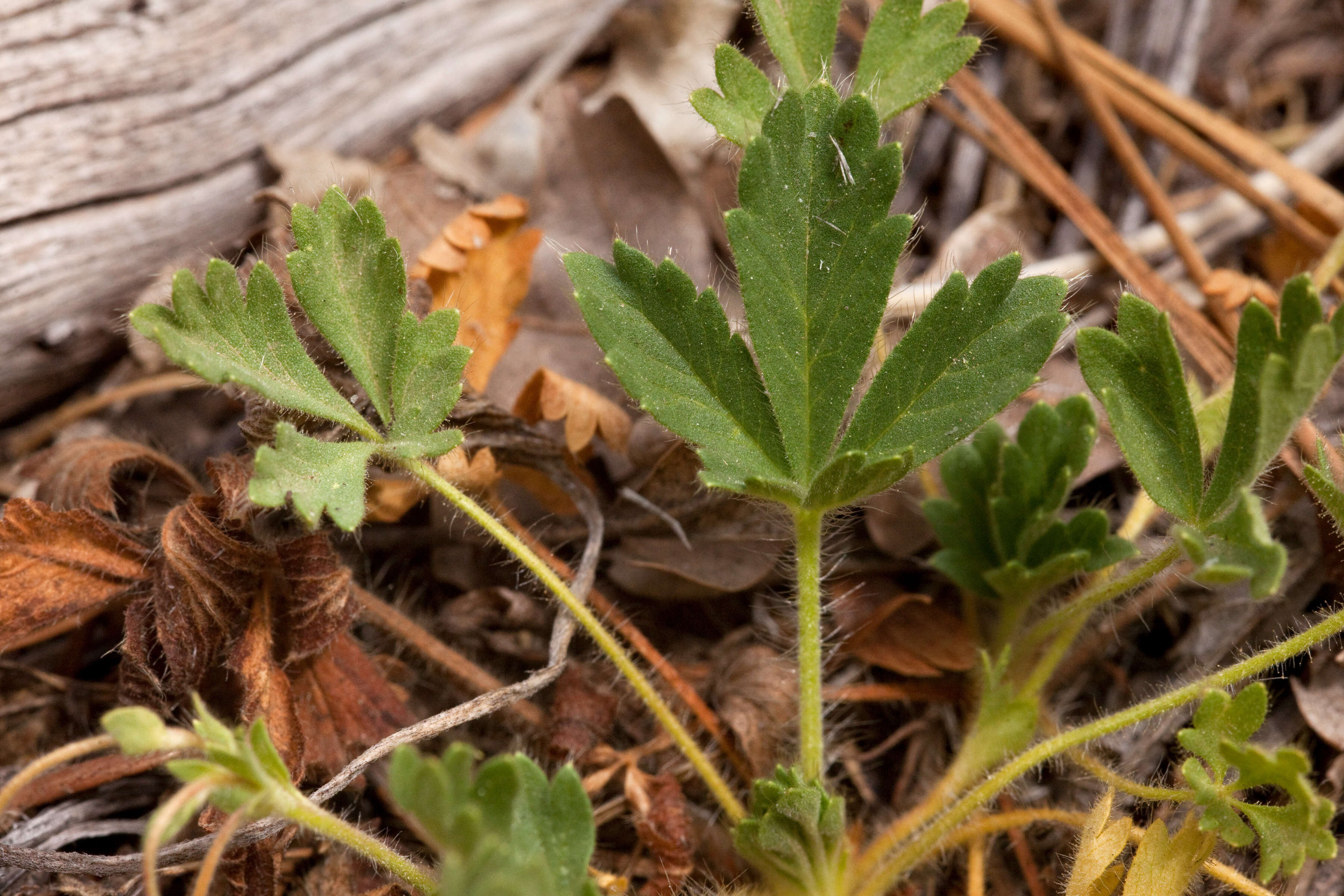 Image of silverweed