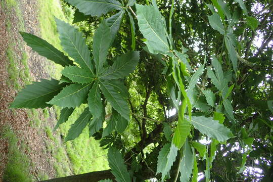 Image of Quercus mongolica subsp. crispula (Blume) Menitsky