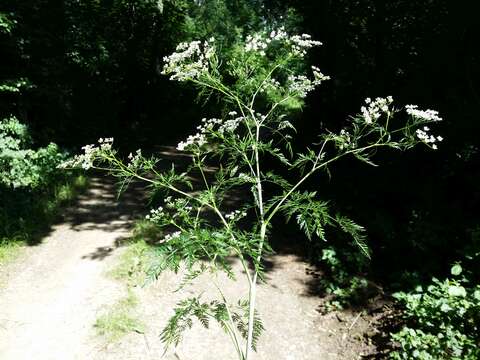 Image of bulbous chervil