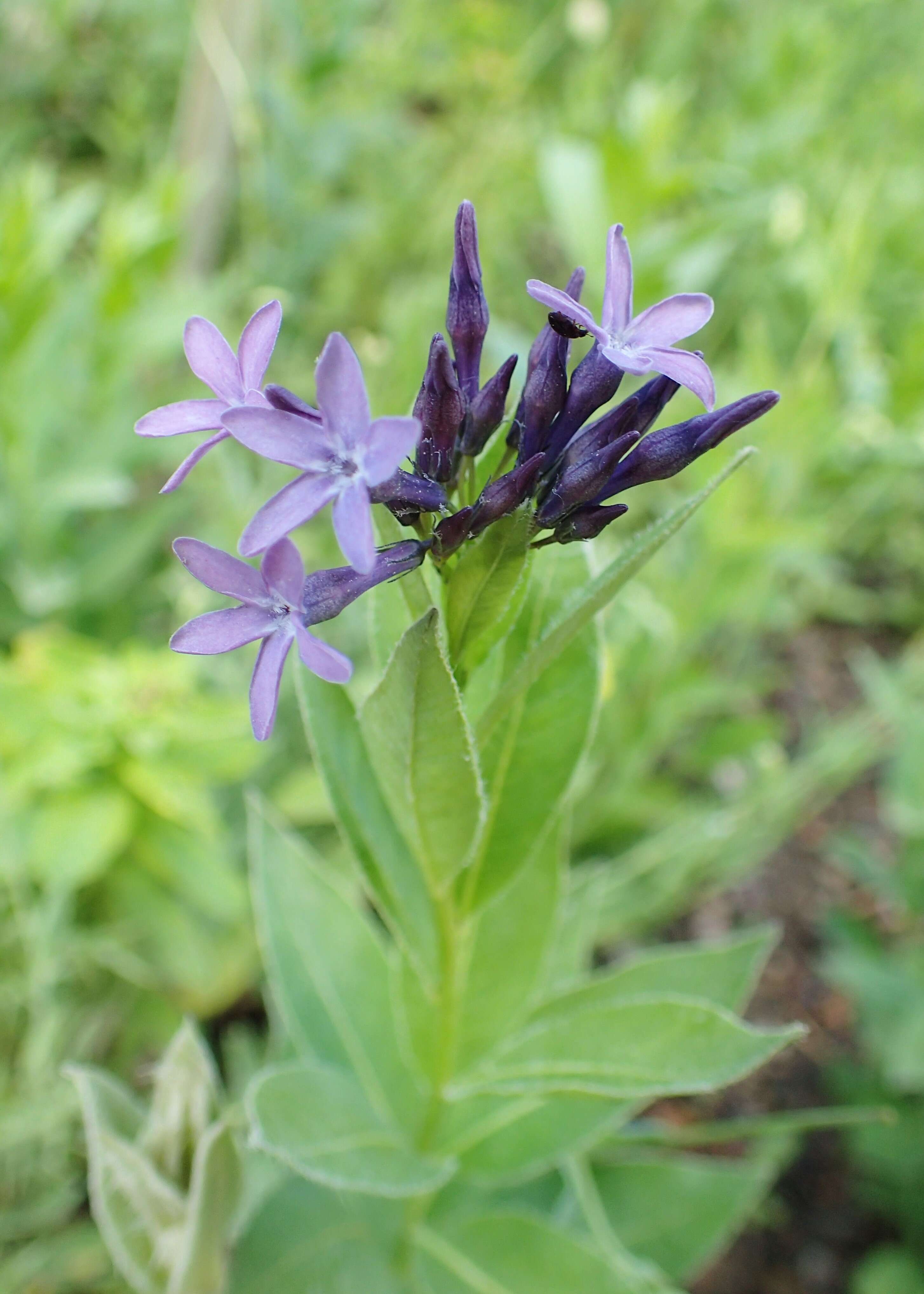 Image of Blue star