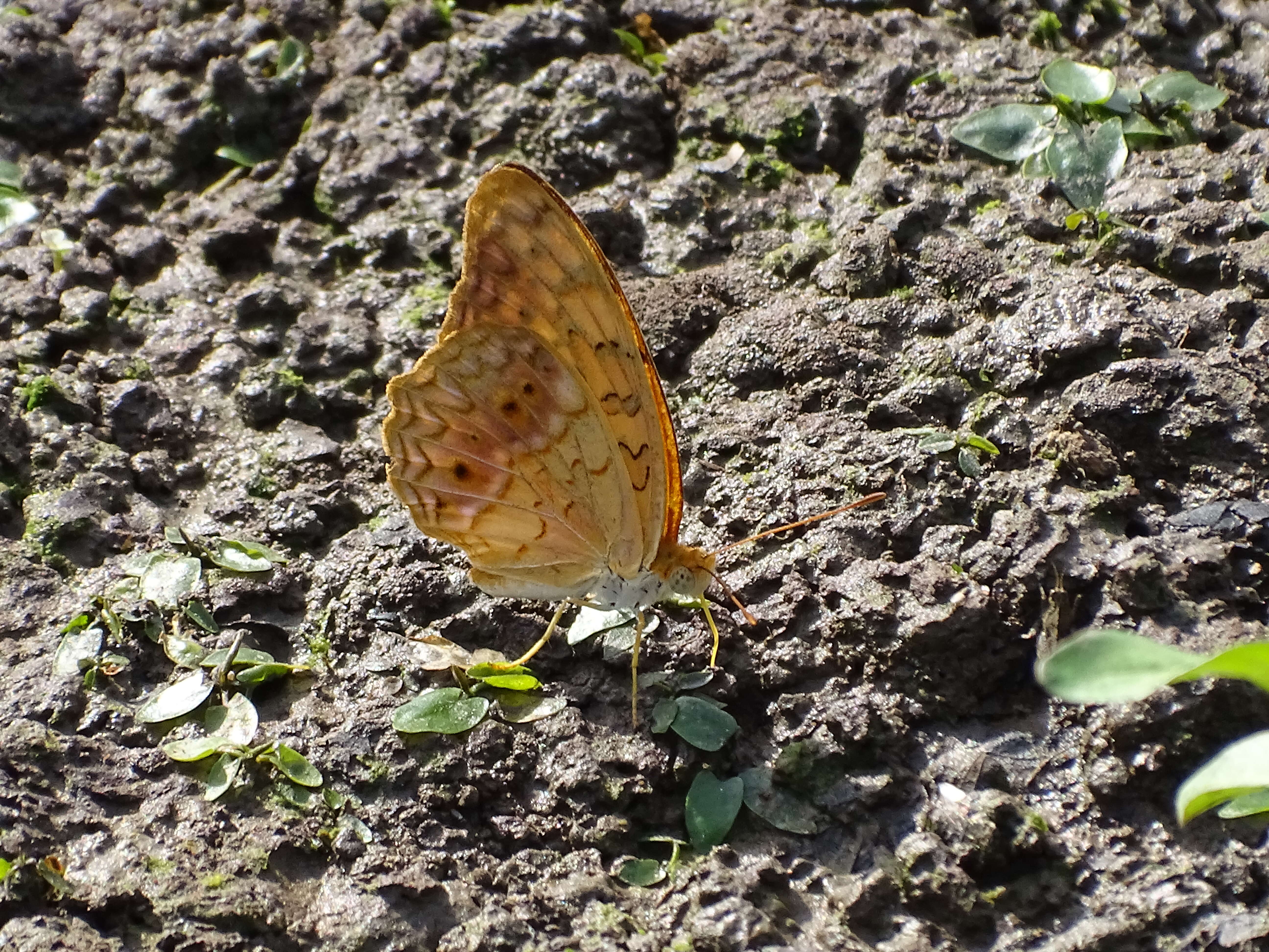 Image of Common Leopard