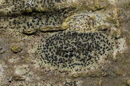 Image of lecidella lichen