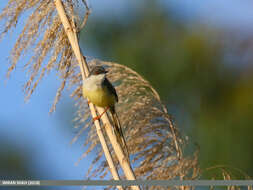 Prinia flaviventris (Delessert 1840) resmi