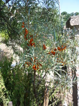 Imagem de Hippophae rhamnoides L.