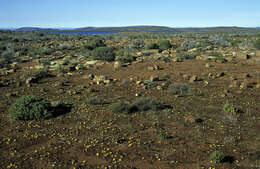 Image of Romulea tortuosa (Licht. ex Roem. & Schult.) Baker