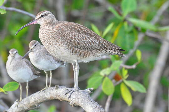 Image of Short-billed Dowitcher