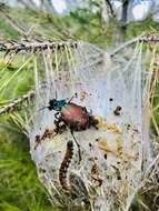 Image of forest caterpillar hunter