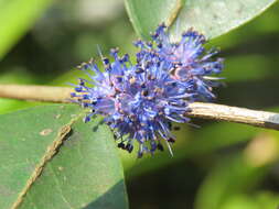 Image of Memecylon umbellatum Burm. fil.