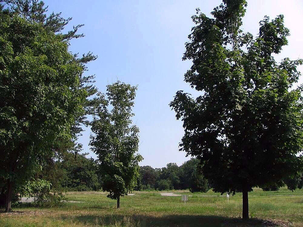 Image of sugar maple