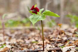 Image of red trillium