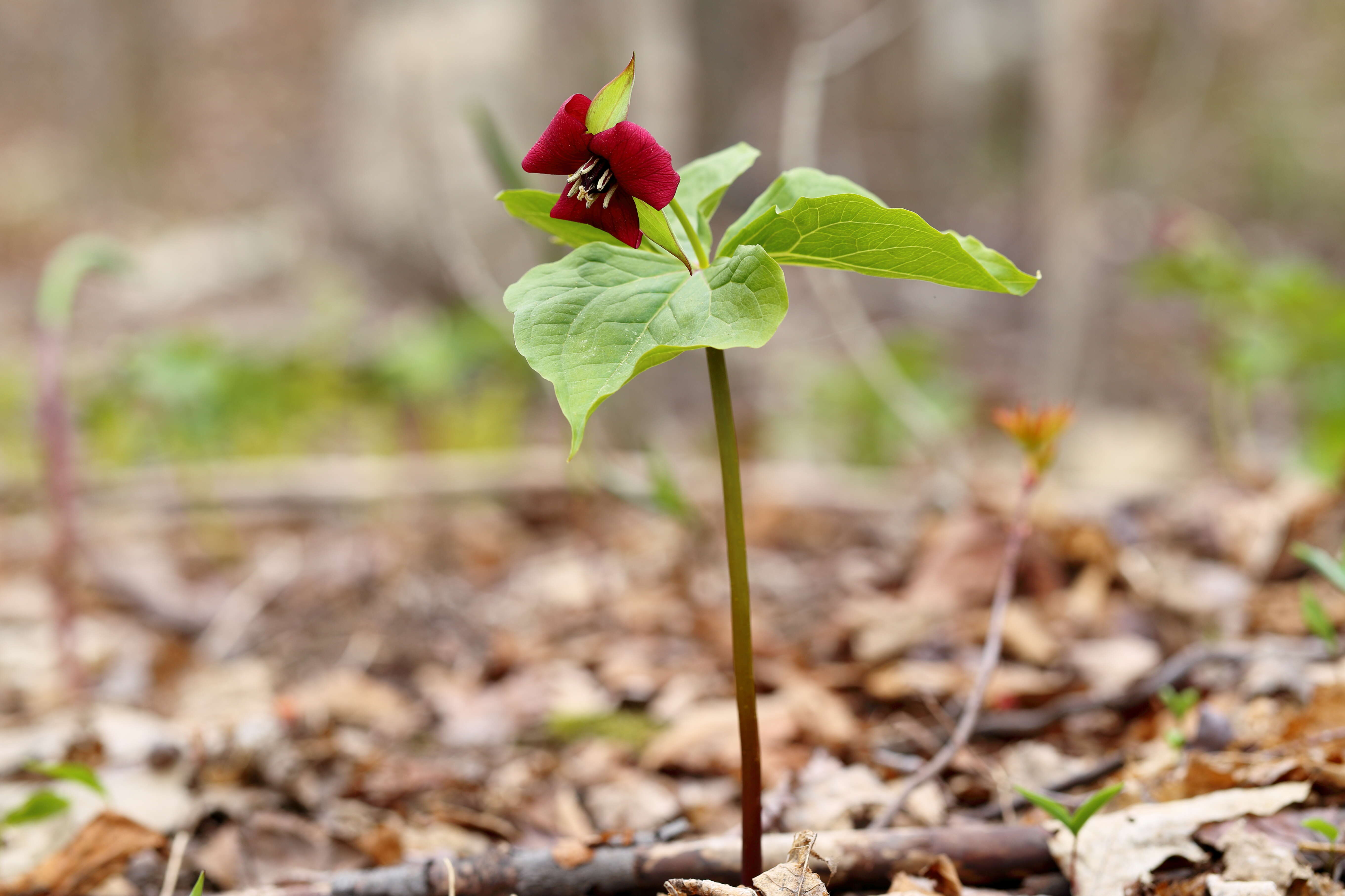 Imagem de Trillium erectum L.