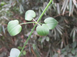 Plancia ëd Rubia cordifolia L.