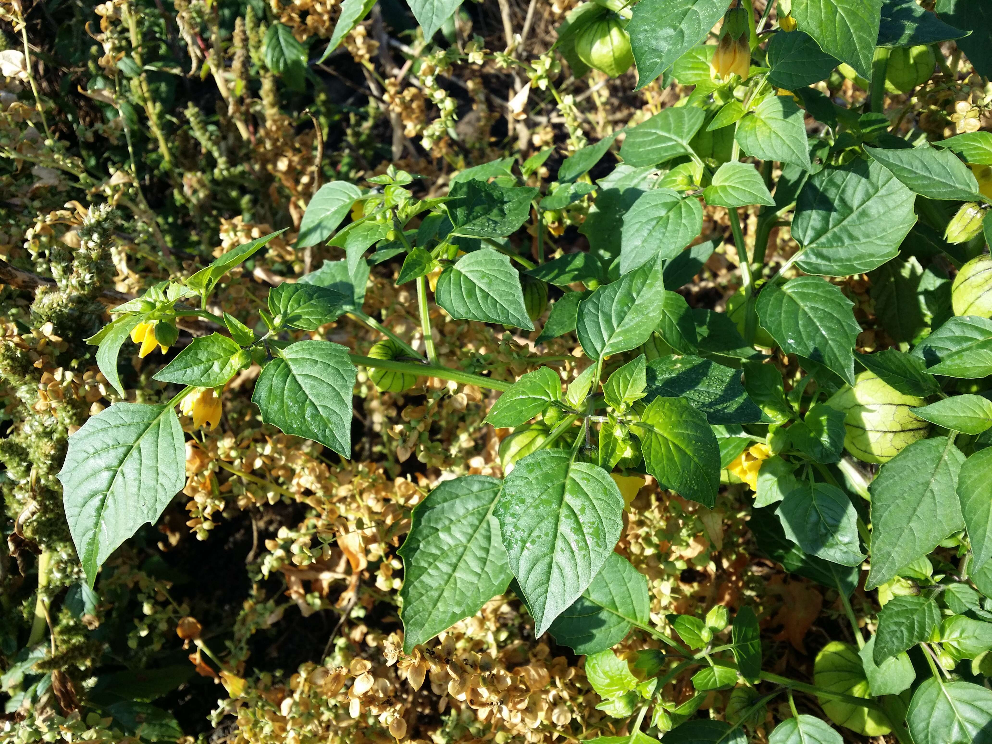 Physalis philadelphica Lam. resmi