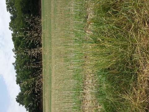 Image of Tufted Hair-grass