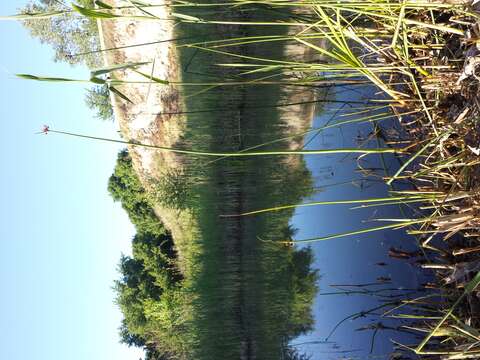 Image of lakeshore bulrush