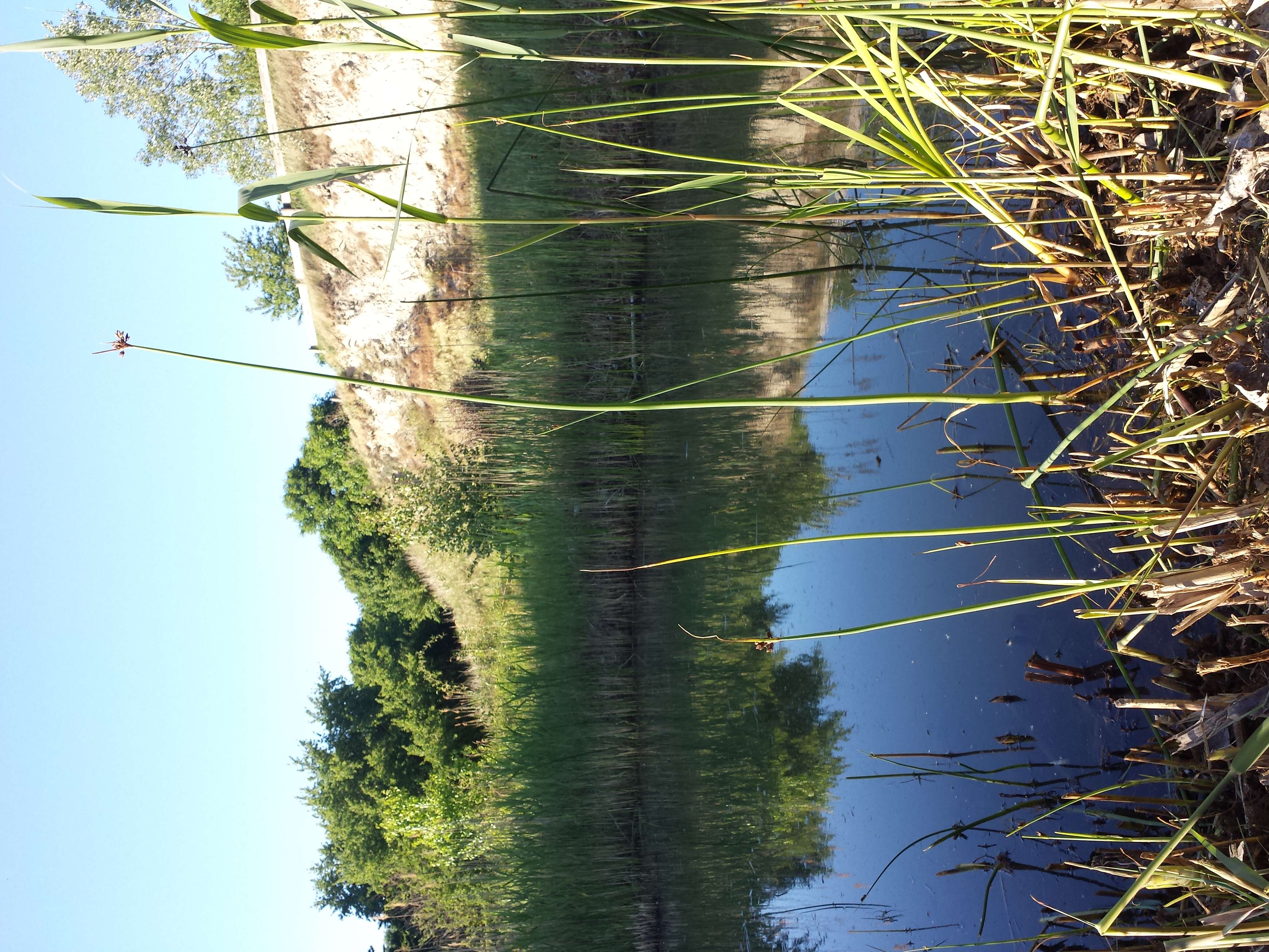 Image of lakeshore bulrush