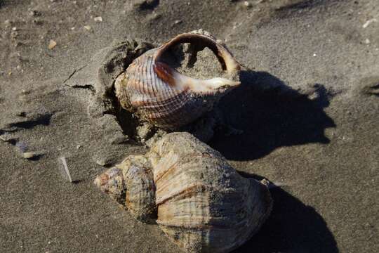 Image of Common whelk