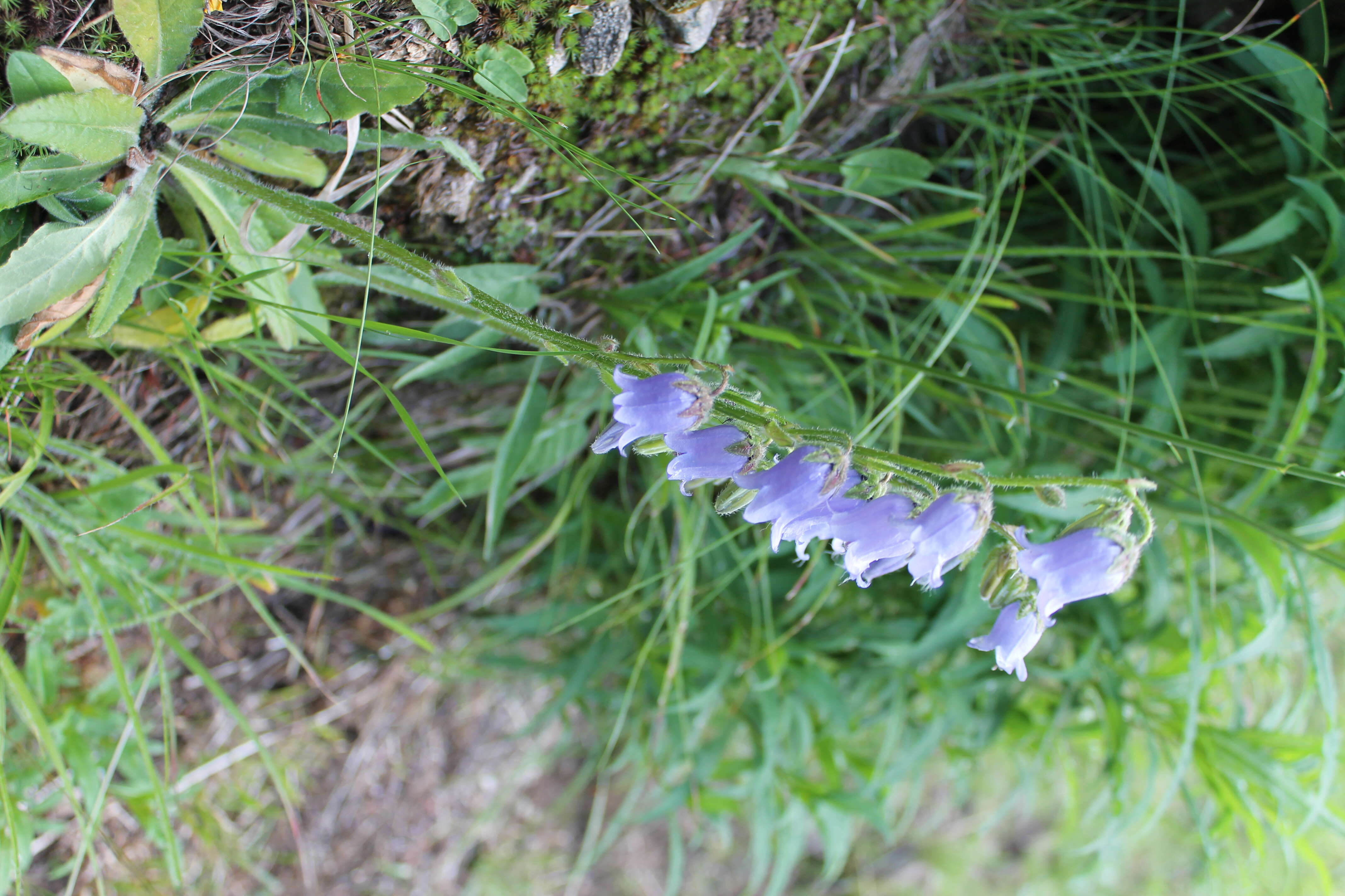 Image of Bearded Bellflower