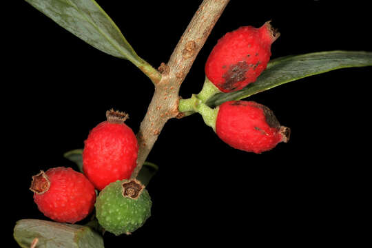 Слика од Agelanthus natalitius (Meissn.) R. M. Polhill & D. Wiens