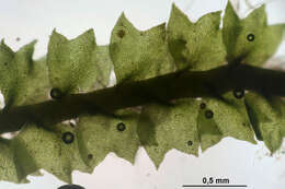 Image of Neoorthocaulis attenuatus (Mart.) L. Söderstr., De Roo & Hedd.