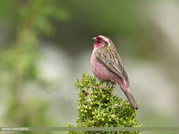 Image of Himalayan White-browed Rosefinch