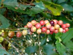 Image of Tassel berry