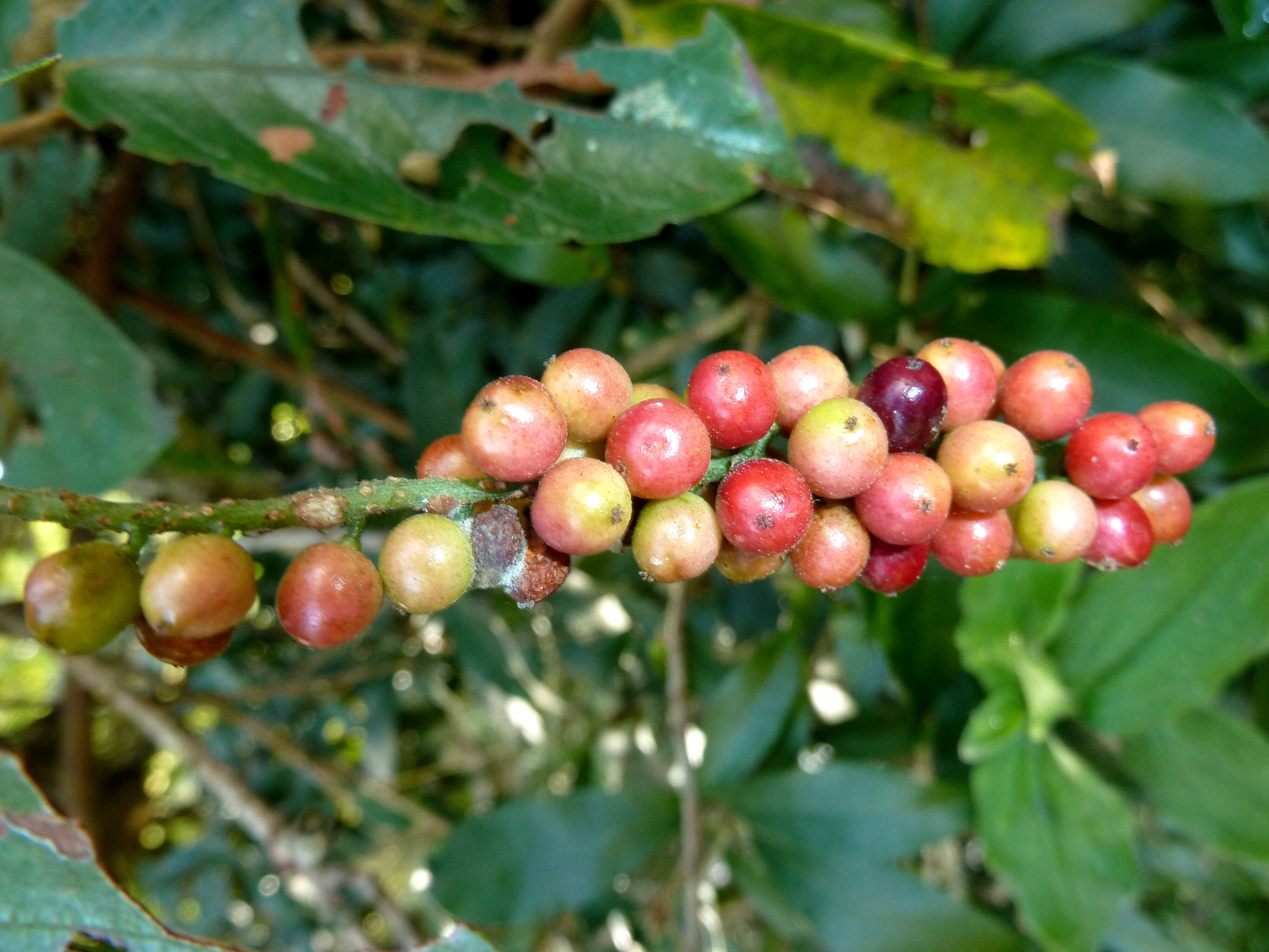 Image of Tassel berry