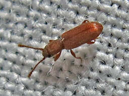 Image of Flat bark beetle