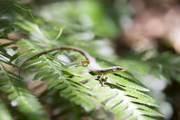 Image of Kuhne’s Grass Lizard