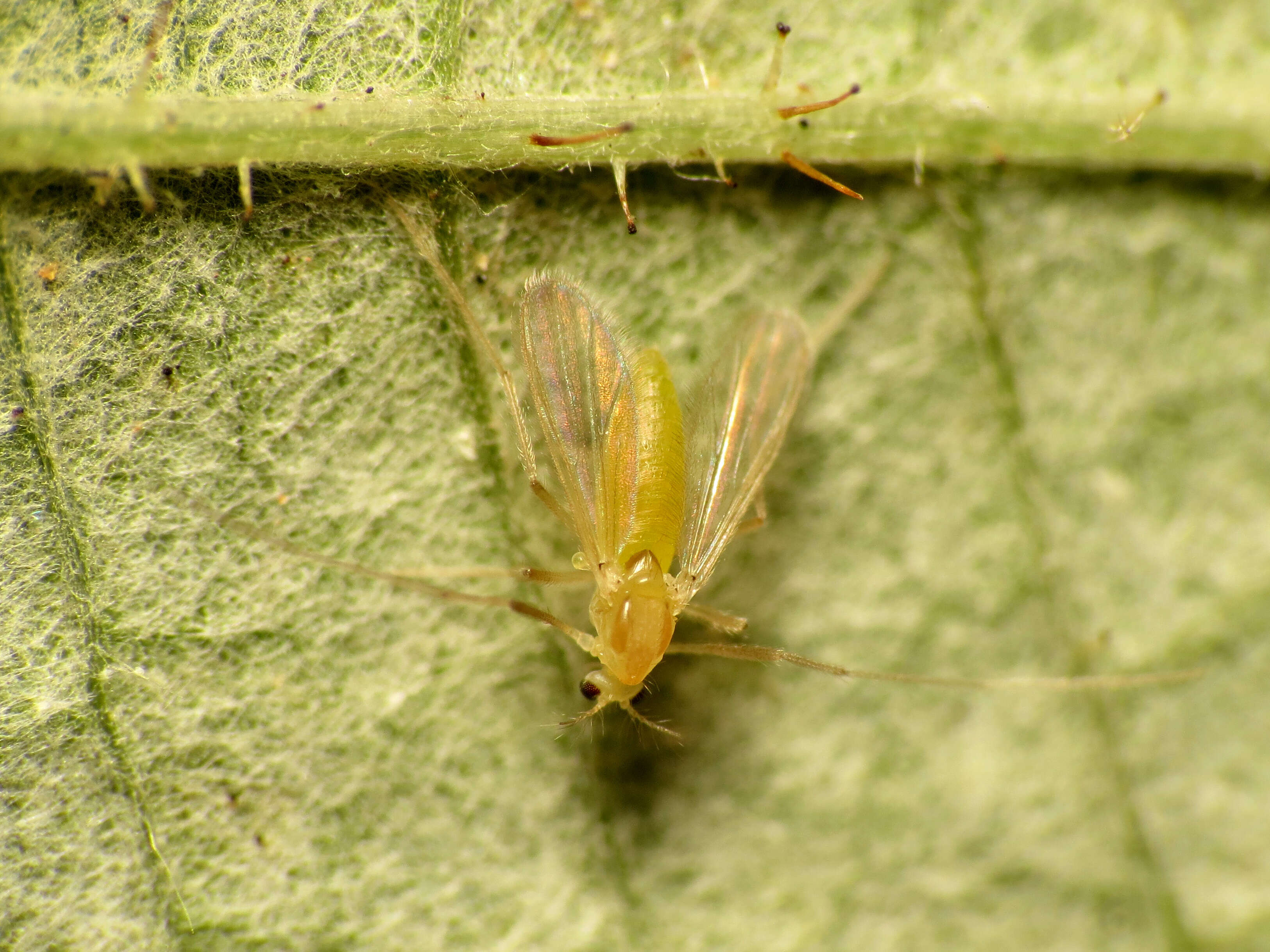 Image of Green Midges