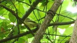 Image of Yellow-bellied Flycatcher