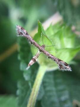 Image of Lantana plume moth