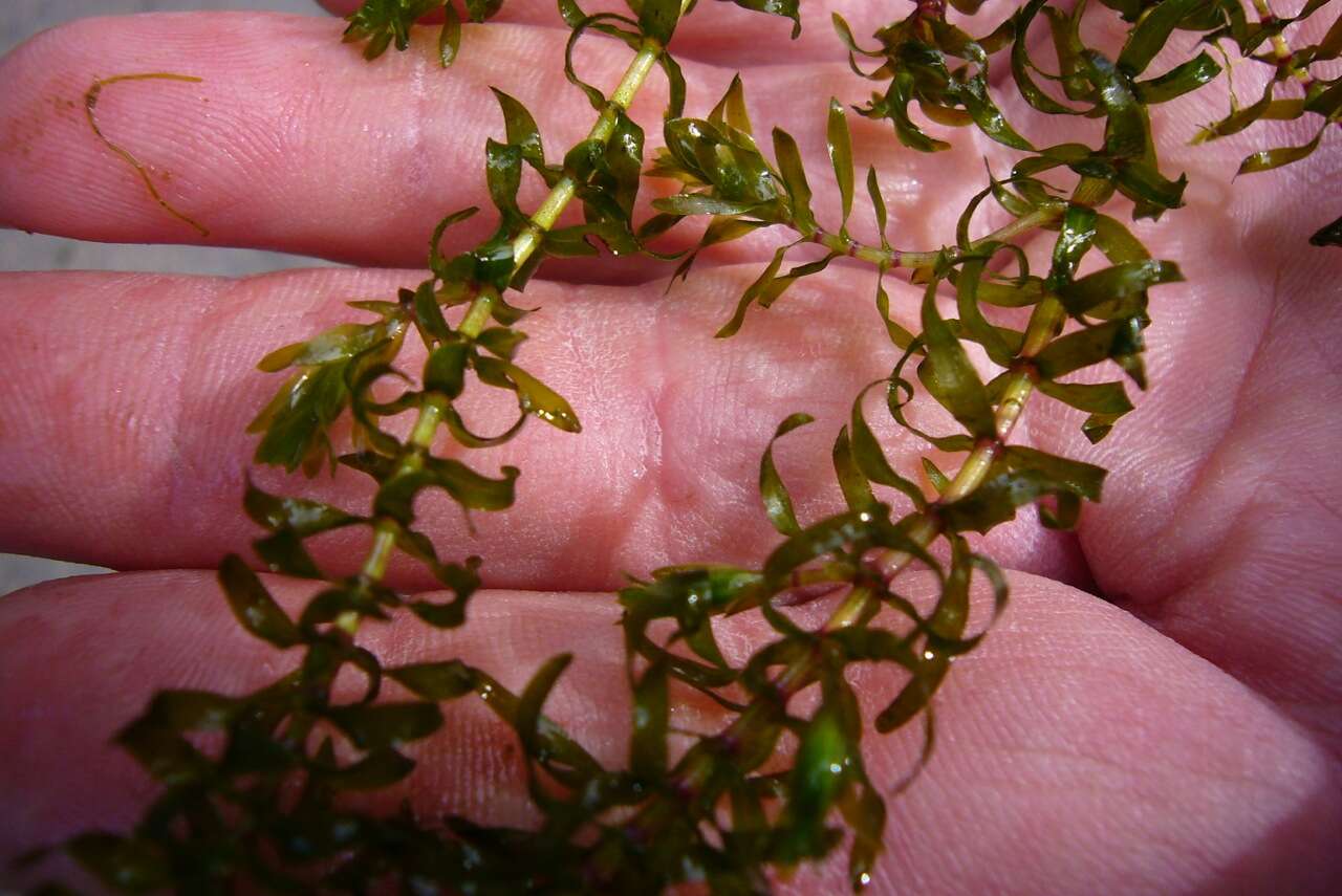 Image of western waterweed