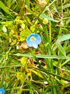 Image of birdeye speedwell