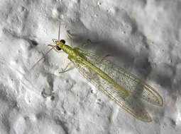 Image of brown lacewings