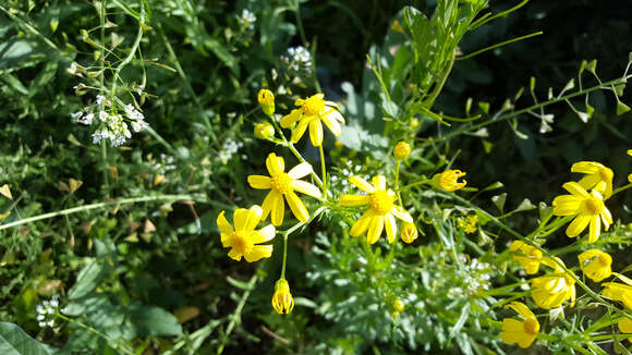 Image of oxford ragwort