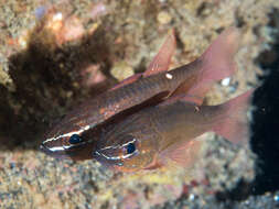 Image of Moluccan cardinalfish