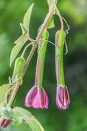 Imagem de Passiflora tripartita (A. Juss.) Poiret