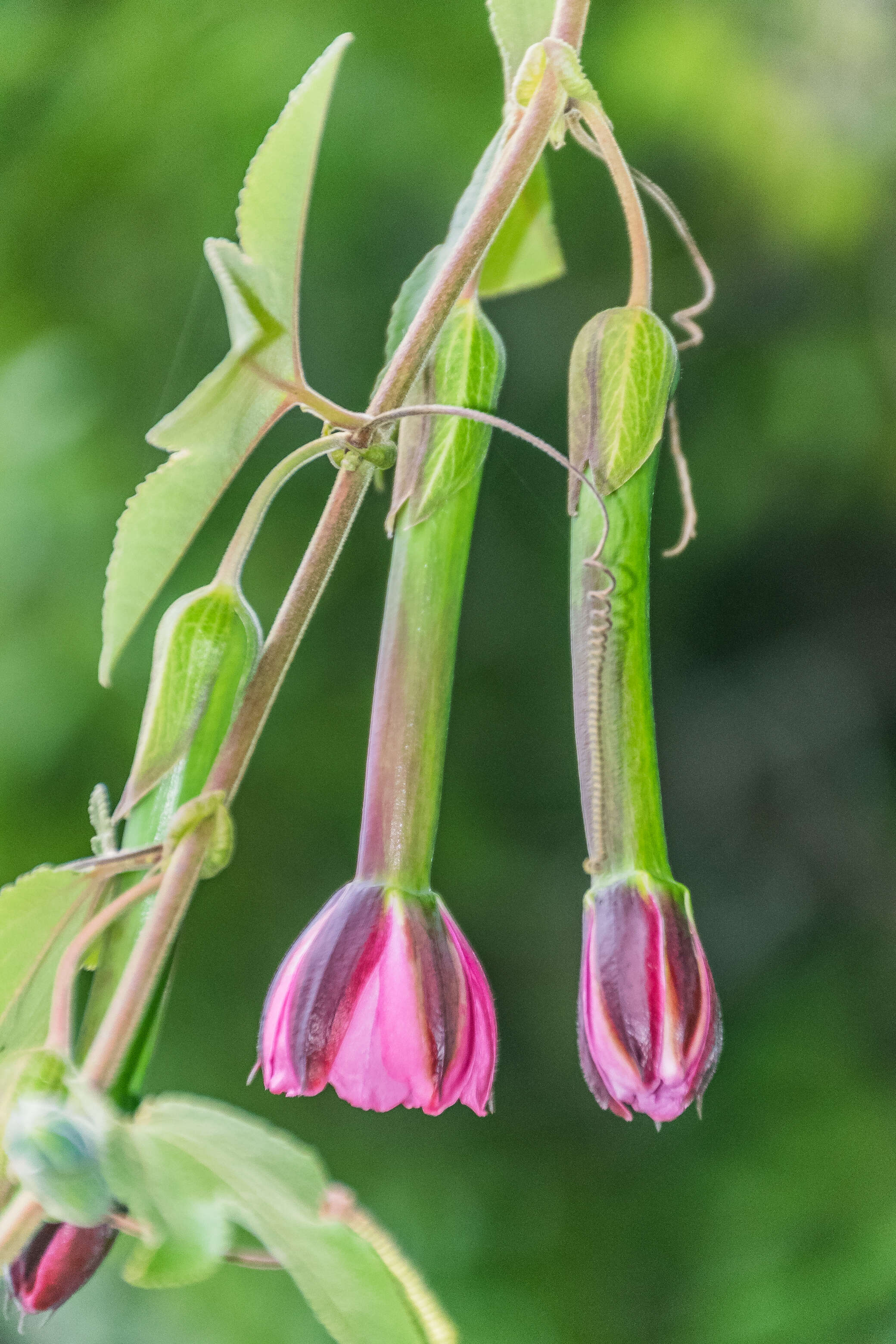 Imagem de Passiflora tripartita (A. Juss.) Poiret