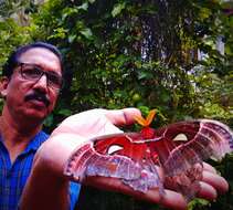 Image of atlas moth