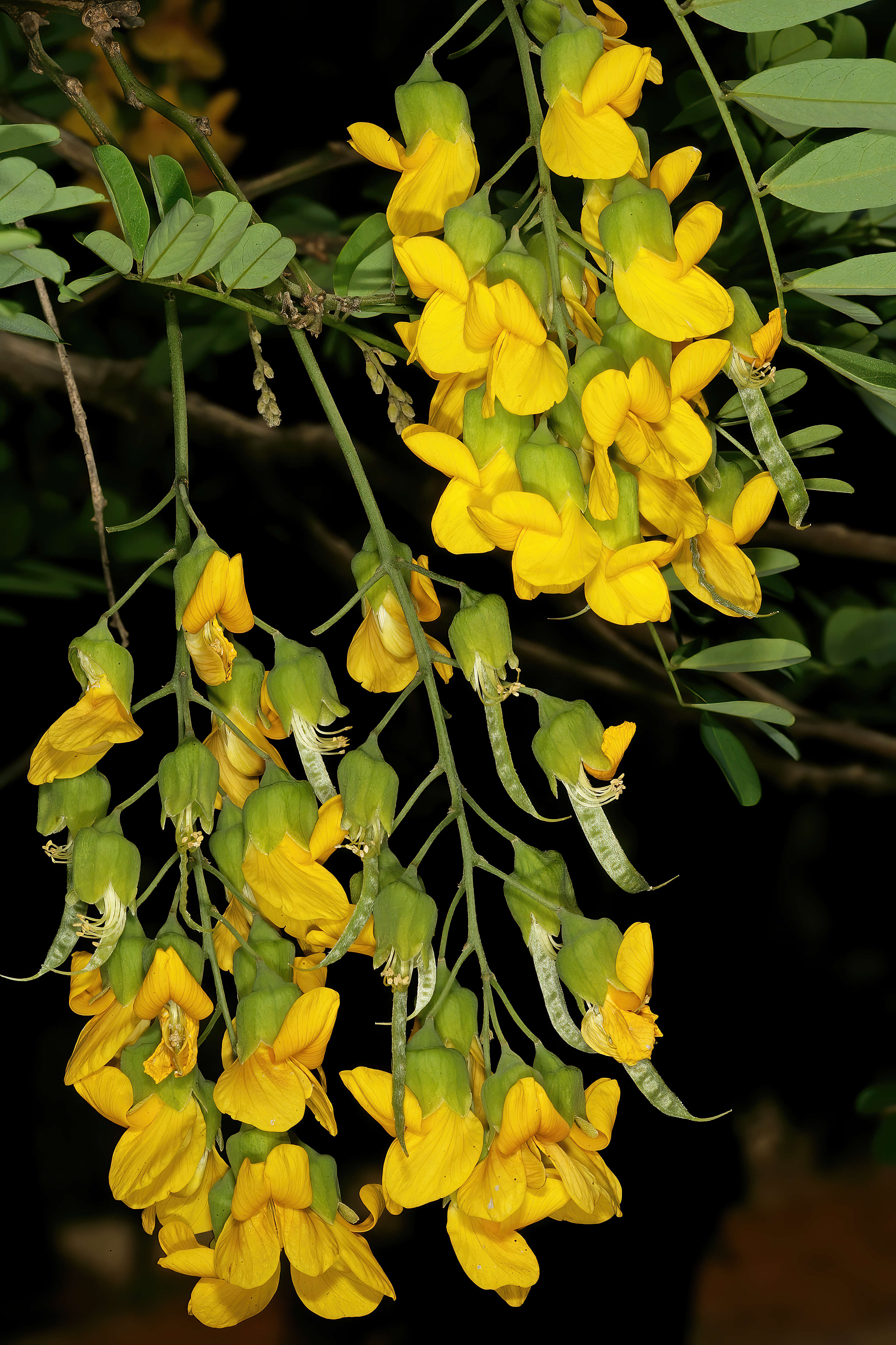 Imagem de Calpurnia aurea (Aiton) Benth.