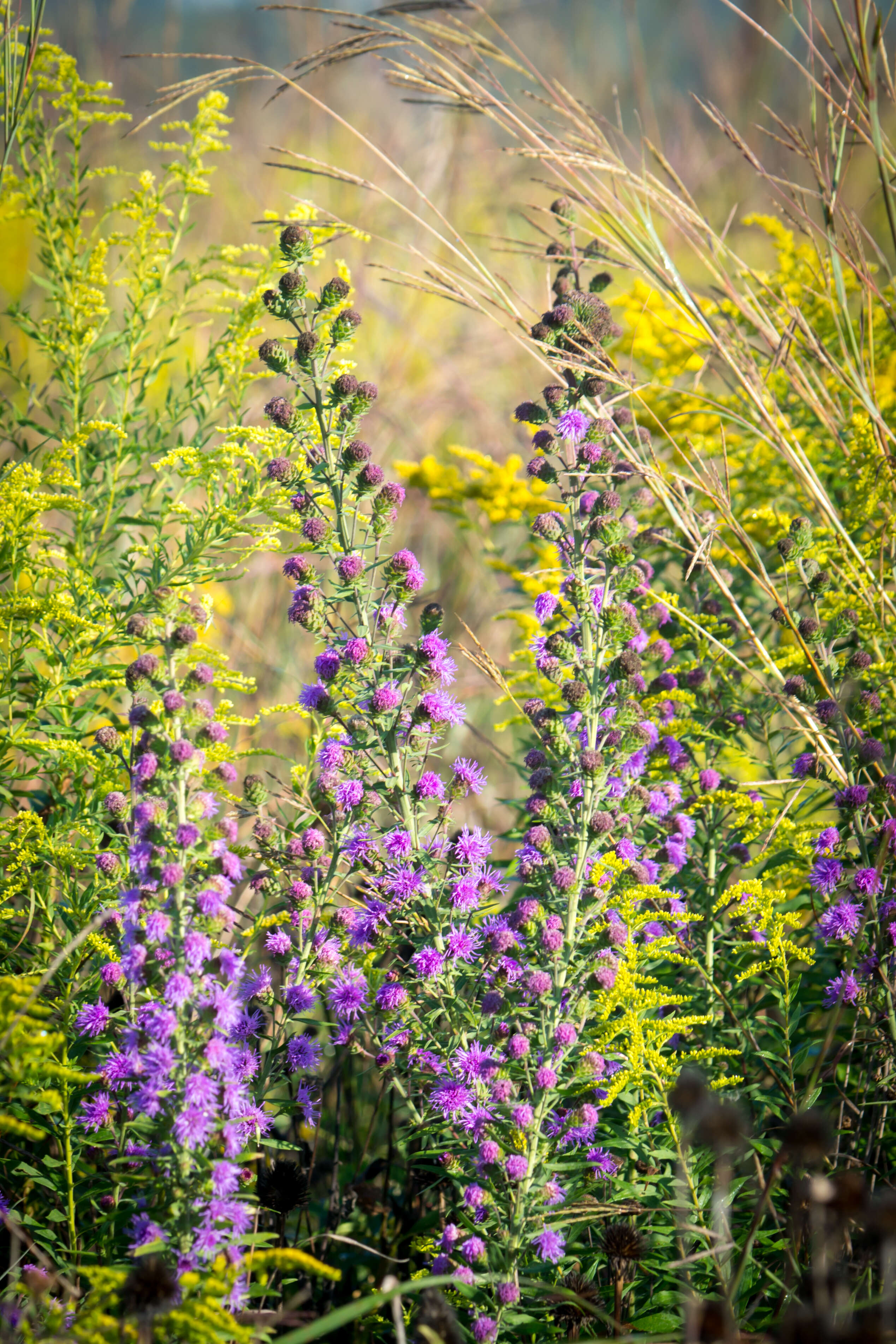 Слика од Liatris scariosa (L.) Willd.