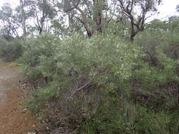 Image de Hakea trifurcata (Sm.) R. Br.